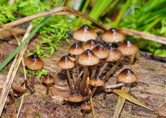 Mycena mulawaestris