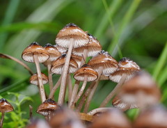Mycena mulawaestris