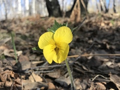 Viola uniflora