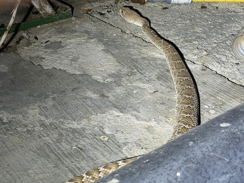 iNaturalist observation photo of Red Diamond Rattlesnake
