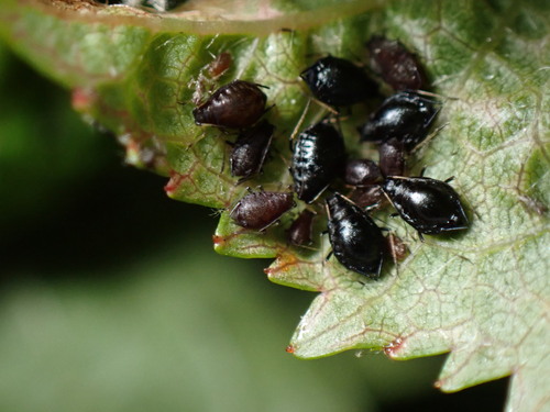 Black Cherry Aphid photo 3