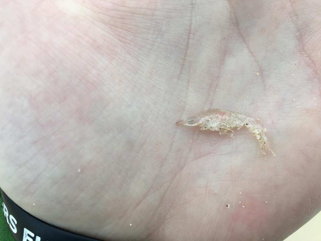 Oxycephalus latirostris