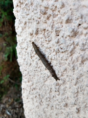Pterygota