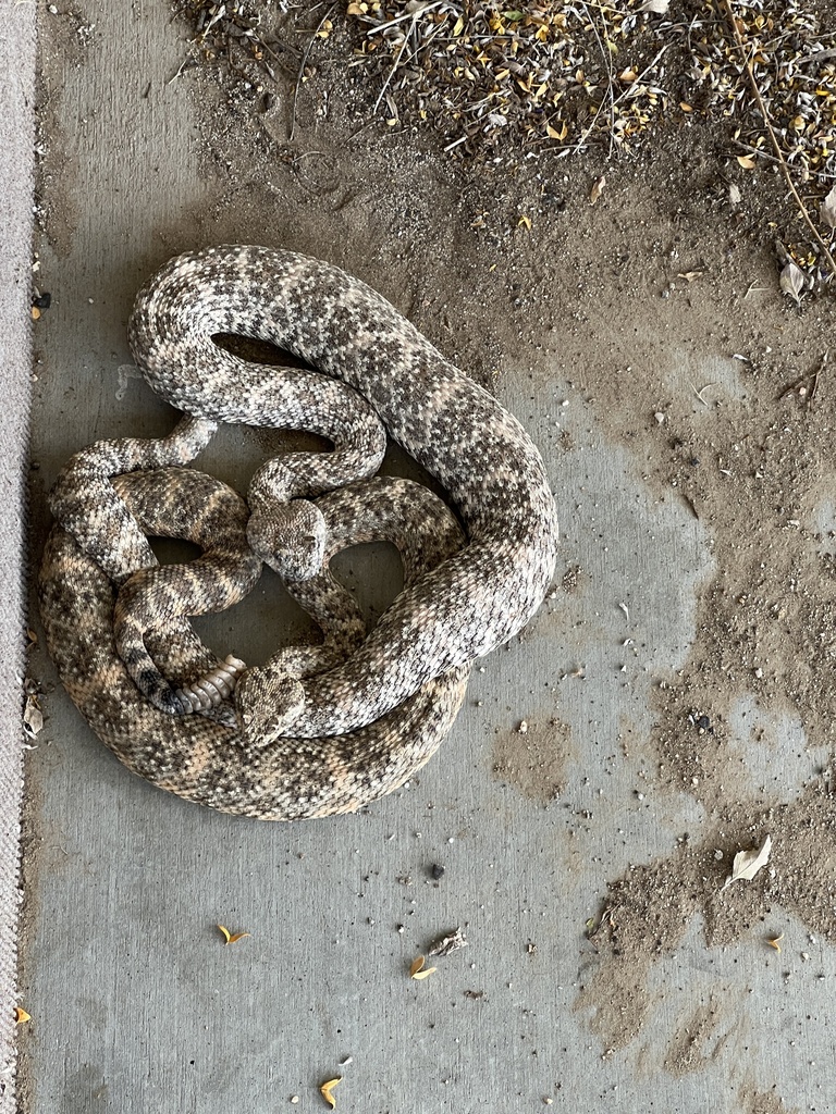 Southwestern Speckled Rattlesnake from Santa Rosa and San Jacinto ...