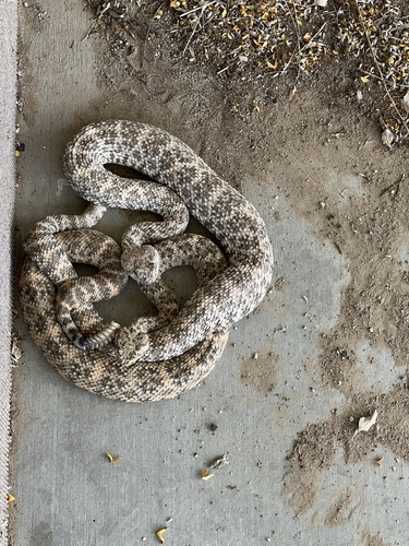 iNaturalist observation photo of Southwestern Speckled Rattlesnake