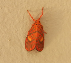 Ammatho cuneonotatus