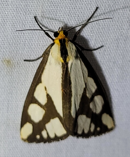 Colona Moth photo 4