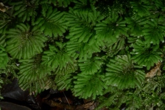 Hypopterygium didictyon