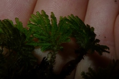 Hypopterygium didictyon