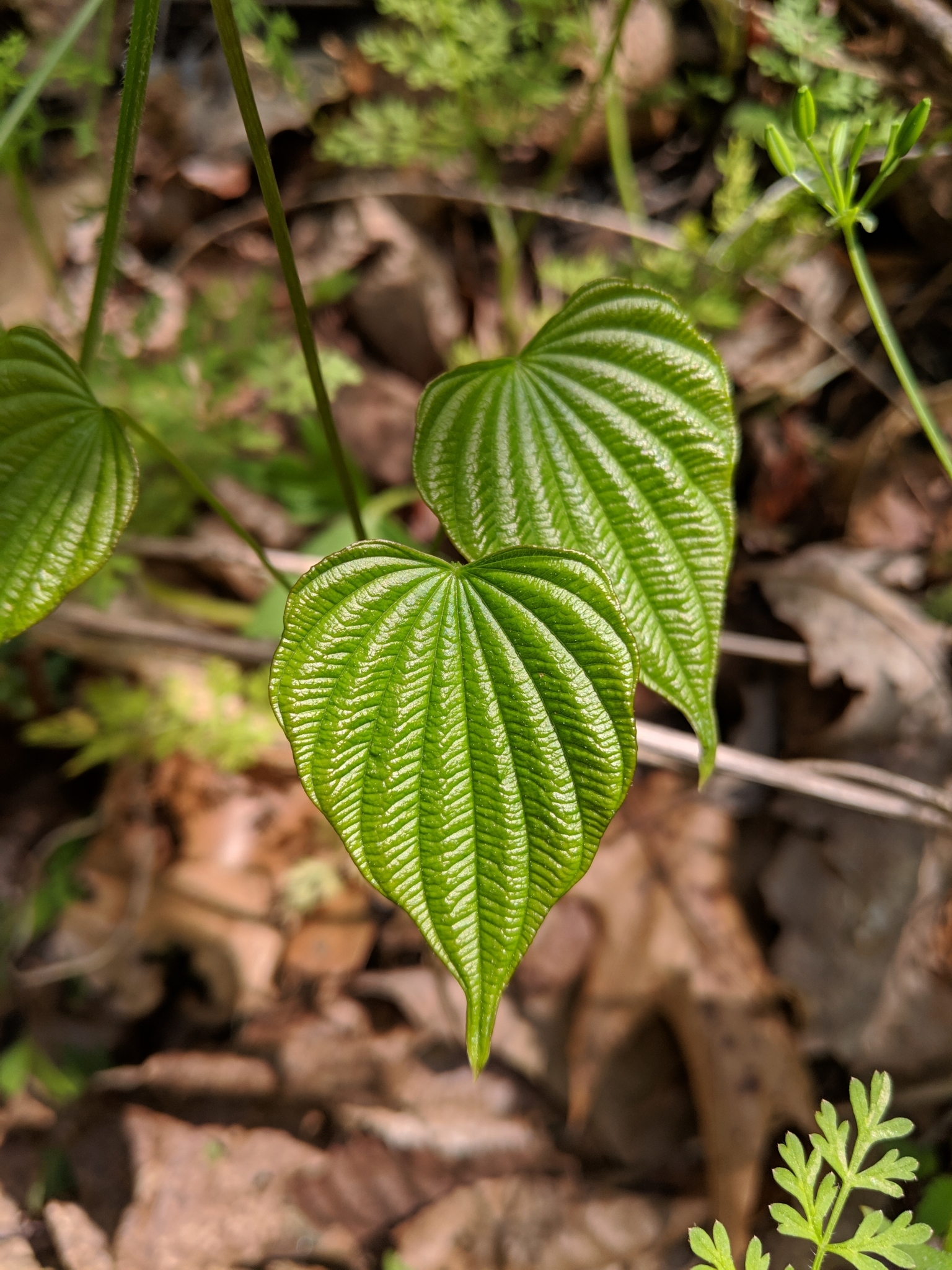 Cinnamon vines (Genus Dioscorea) · iNaturalist
