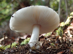 Amanita australis