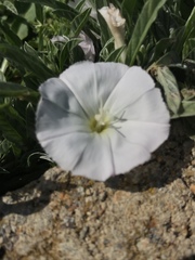 Convolvulus lineatus