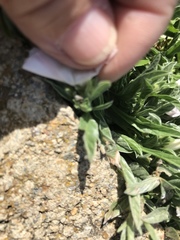 Convolvulus lineatus