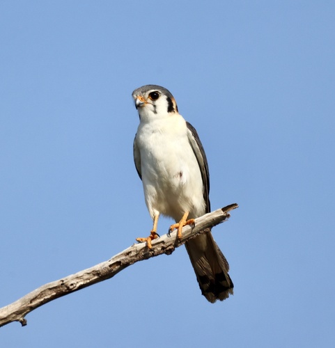Cuban Kestrel
