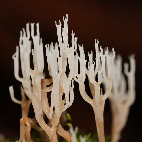 Artomyces colensoi