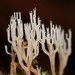 Artomyces colensoi - Photo 由 Reiner Richter 所上傳的 (c) Reiner Richter，保留部份權利CC BY-NC-SA