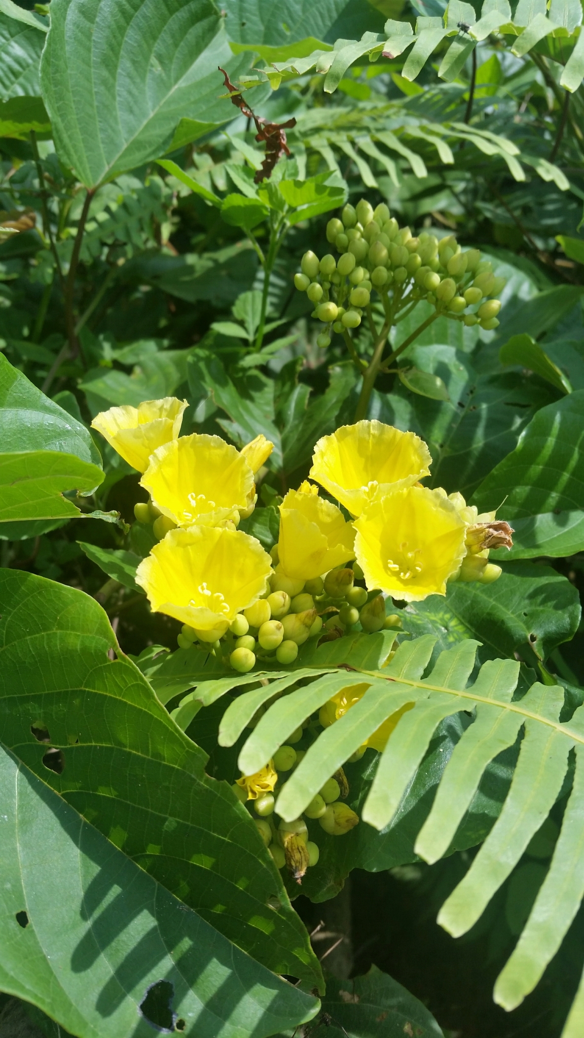 Decalobanthus boisianus — ảnh 3