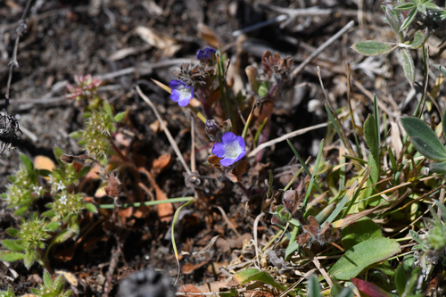 North coast phacelia (Phacelia insularis)