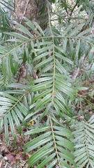 Cat's Tail Pine (Amentotaxus)
