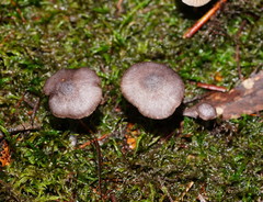 Entoloma transmutans