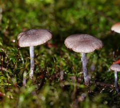 Entoloma transmutans