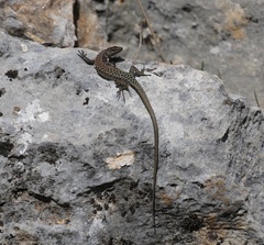 Anatololacerta ibrahimi