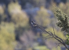 Curruca crassirostris