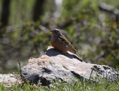 Emberiza caesia