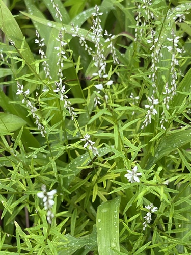 Senega paniculata