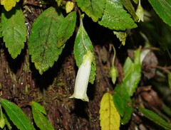 Fieldia australis