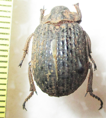 Omorgus squalidus