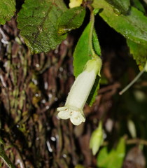 Fieldia australis