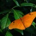 Mariposa Julia - Photo (c) ajwhitlock, algunos derechos reservados (CC BY-NC)