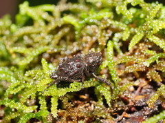 Poropterus conifer