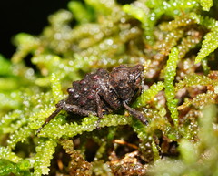 Poropterus conifer