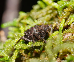 Poropterus conifer
