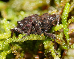 Poropterus conifer