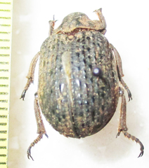 Omorgus squalidus