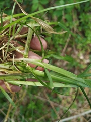 Poa remota