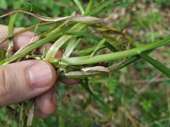 Poa remota