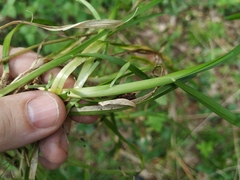 Poa remota
