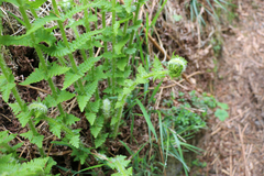 Oreopteris limbosperma