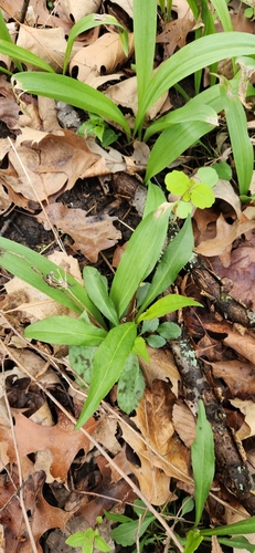 Image of Allium burdickii by (c) Chris, some rights reserved (CC BY-SA)