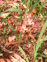 Freesia laxa