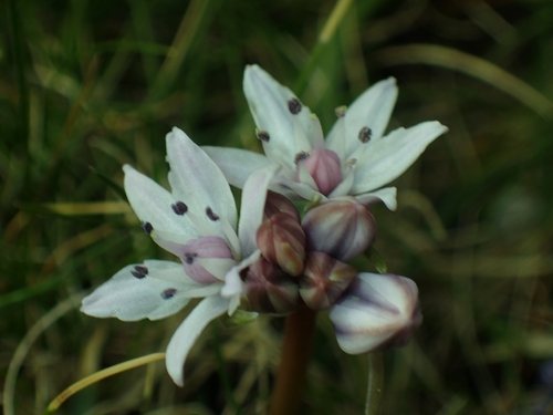 Spring Squill