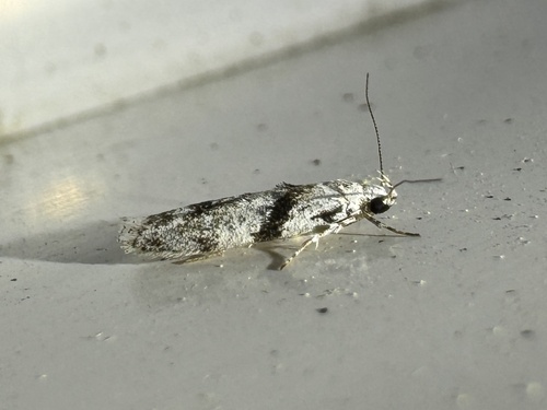 White Stripe-backed Moth photo 6