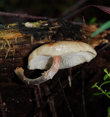 Armillaria hinnulea