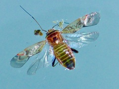 Diomocoris