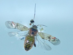 Diomocoris