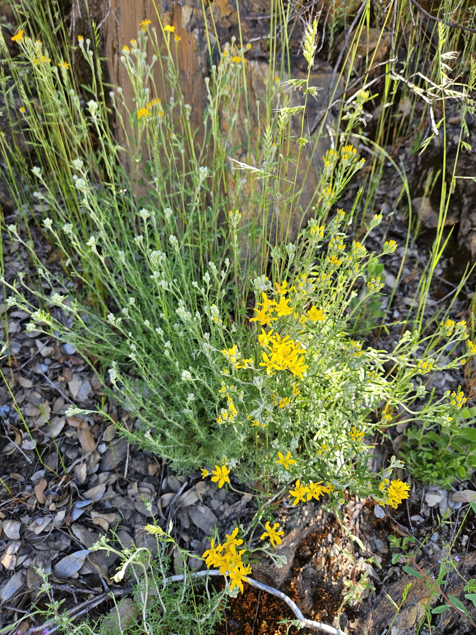 Eriophyllum confertiflorum var. tanacetiflorum